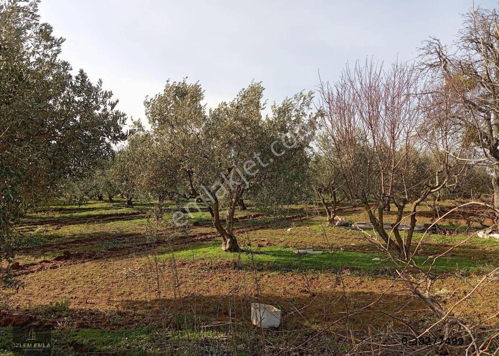 Bandırma Doğruca Satılık Tarla Bandırma Özlem Gayrimenkulden Doğruca Mahallesinde 19.996 M2 Verimli Zeytin Ağaçları Bulunan Tarla