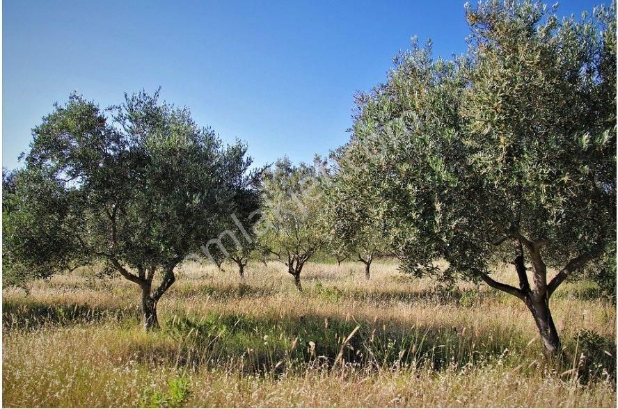 Fethiye İnlice Satılık Zeytinlik Goldhouse Dan Satılık Müstakil Tapulu Zeytinlik