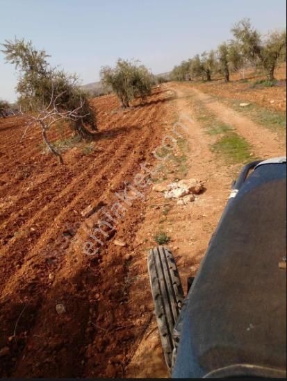 Nizip Uluyatır Satılık Bağ & Bahçe Uluyatır - Nizip !de Satılık Fıstıklık+ Zeytinlik , Yola Yakın.