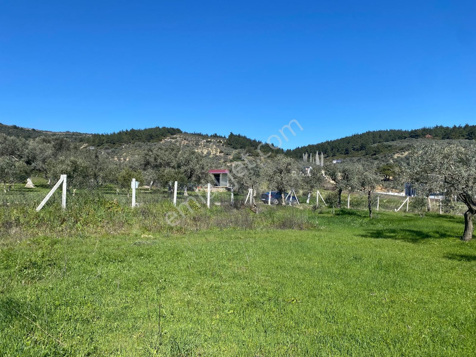 Torbalı Saipler'de Satılık Yatırımlık Verimli Zeytinlik - Görsel 22