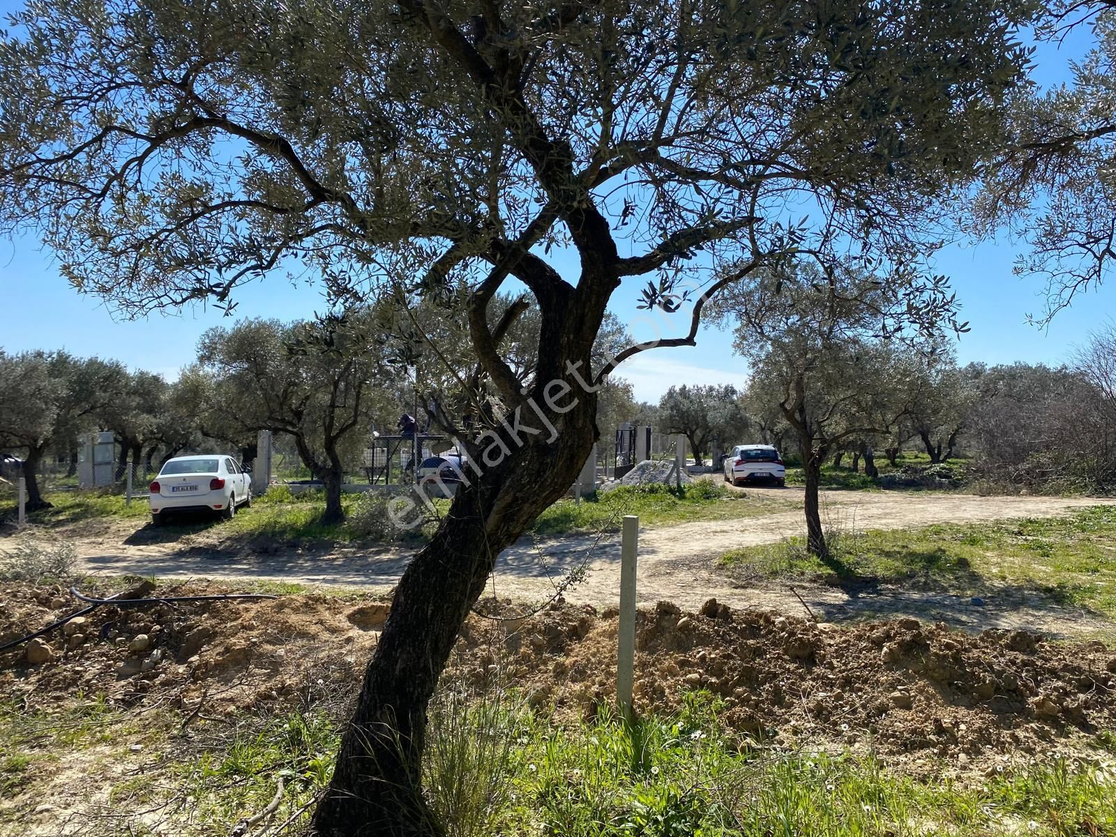 Torbalı Saipler'de Satılık Yatırımlık Verimli Zeytinlik - Görsel 28