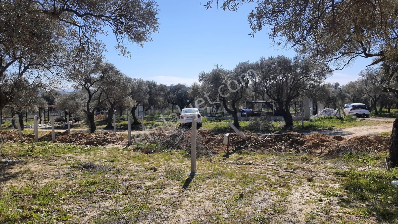 Torbalı Saipler'de Satılık Yatırımlık Verimli Zeytinlik - Görsel 35