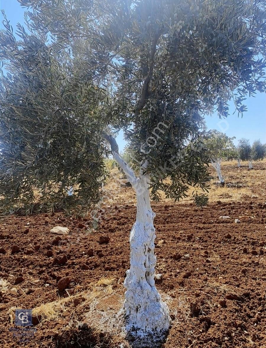 Kilis Merkez Mehmet Rıfat Kazancıoğlu Satılık Zeytinlik Cb Gold'dan M. Rıfat Kazancıoğlunda Satılık Zeytin Ve Fıstıklık