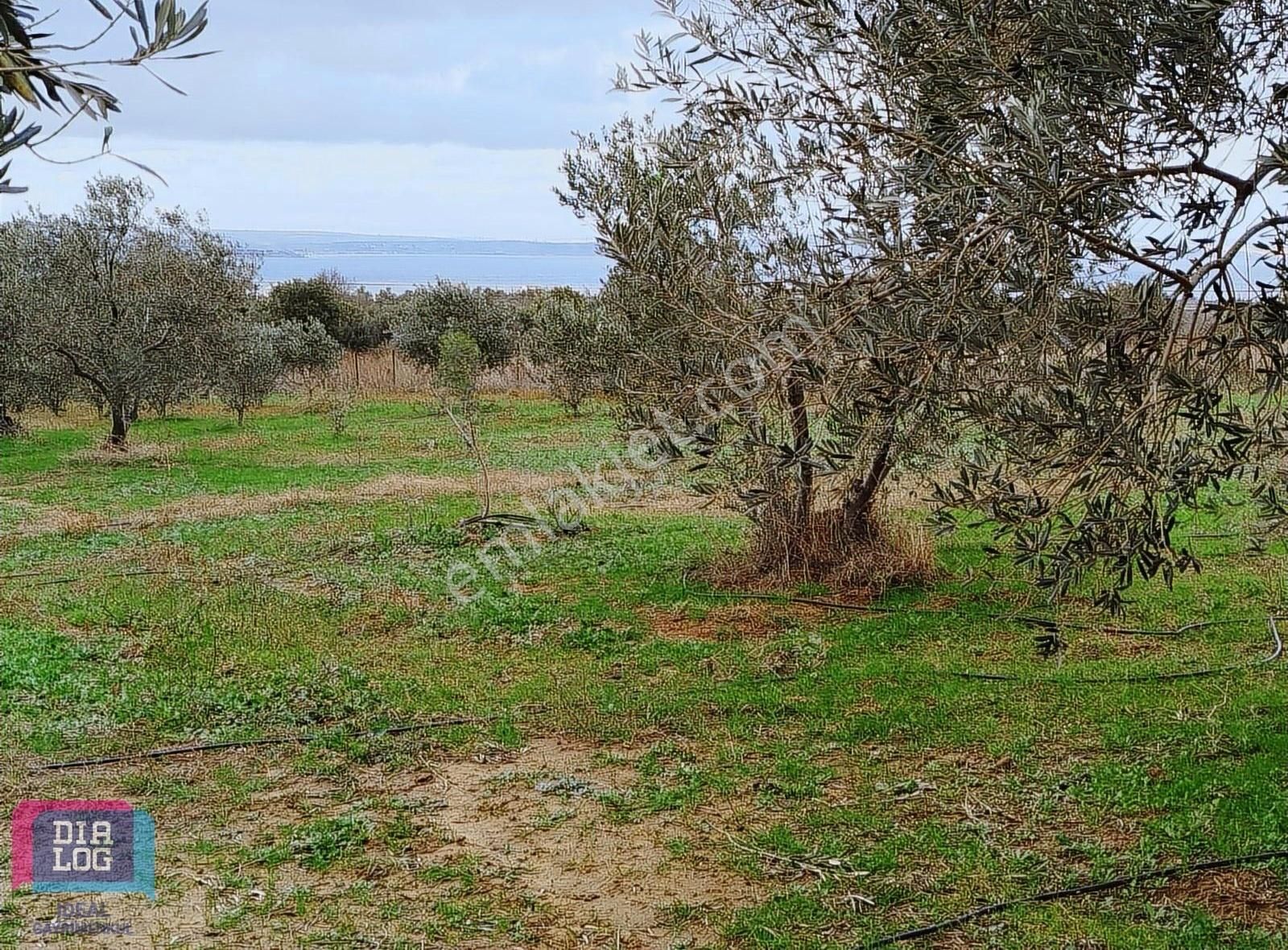 Lapseki Çardak Bld. (Tekke) Satılık Tarla Dıalog İdeal'den Çanakkale Lapsekide Deniz Manzaralı Tarla