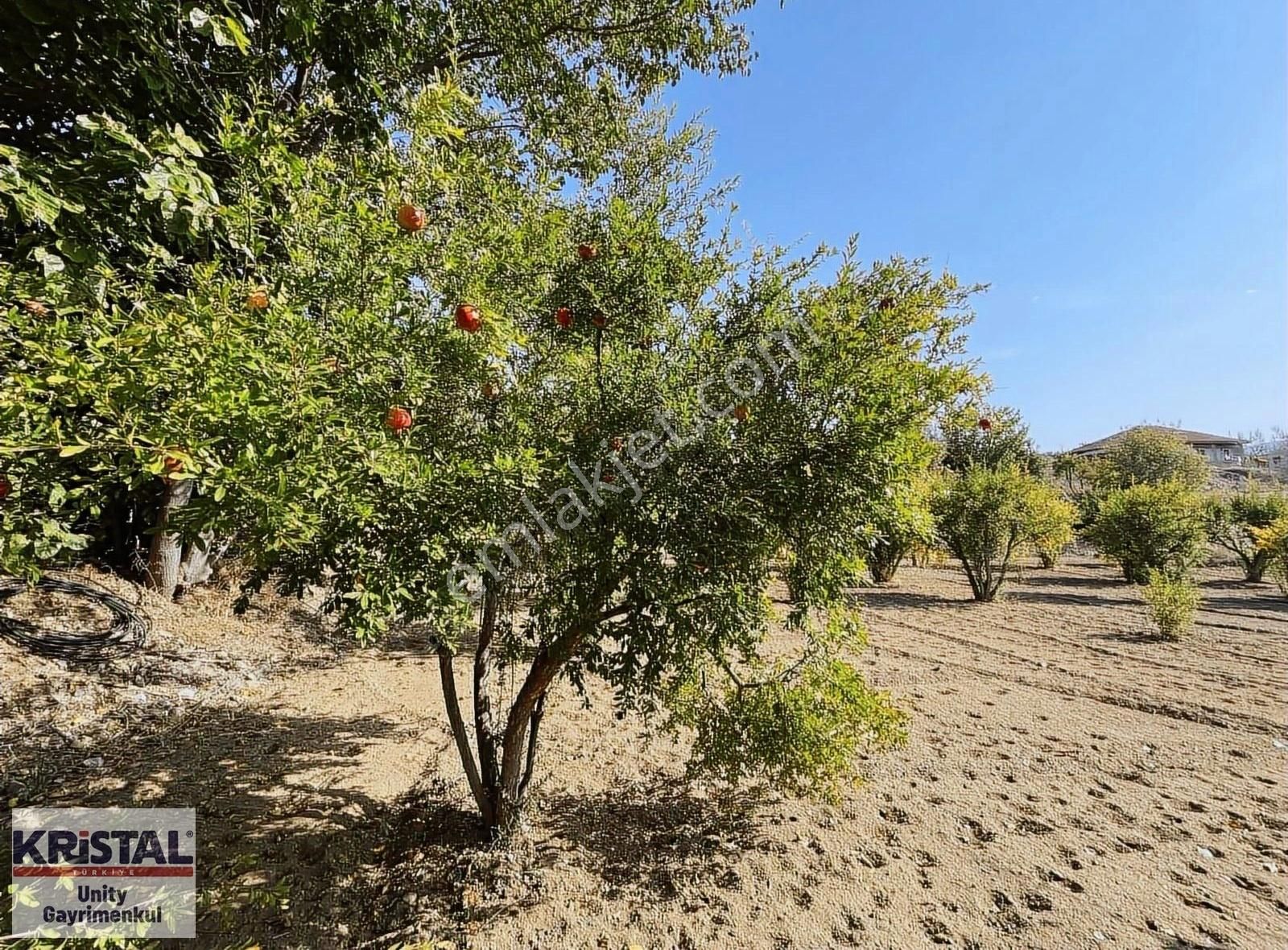 Mihalgazi Hürriyet Satılık Tarla Mihalgazi'de Satılık 13 Dönüm Zeytin Bahçesi Ve Evi