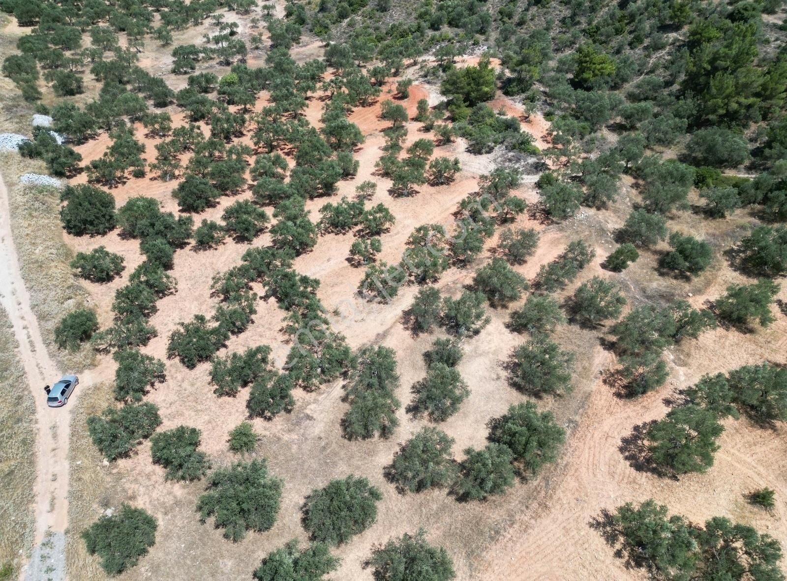 Bergama Zeytindağ Satılık Zeytinlik Bergama Zeytindağ'da Yol Üzeri 4 Dönüm Zeytinlik