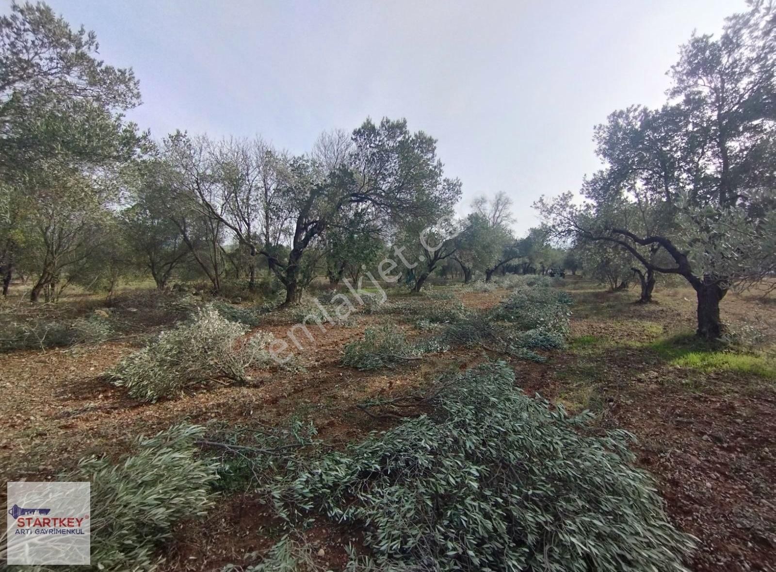 Urla Birgi Köyünde Satılık Zeytin Ağaçlı Tarla - Görsel 5