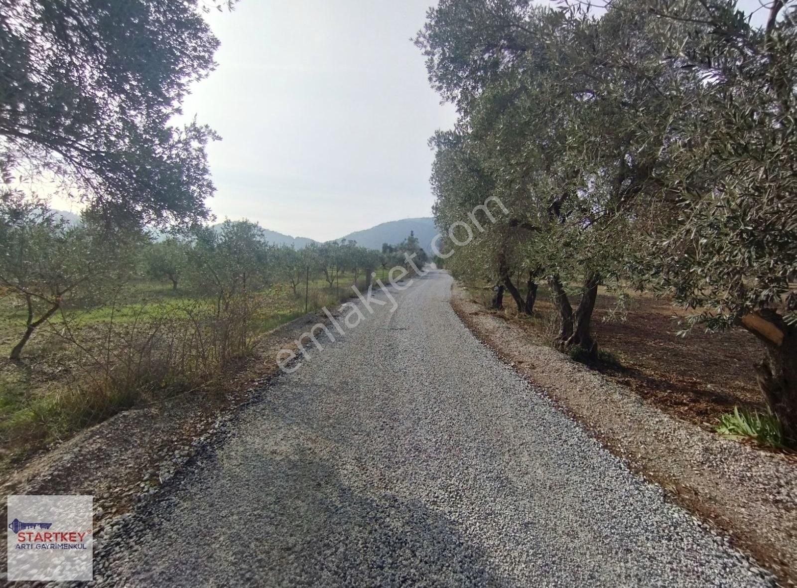 Urla Birgi Köyünde Satılık Zeytin Ağaçlı Tarla - Görsel 3