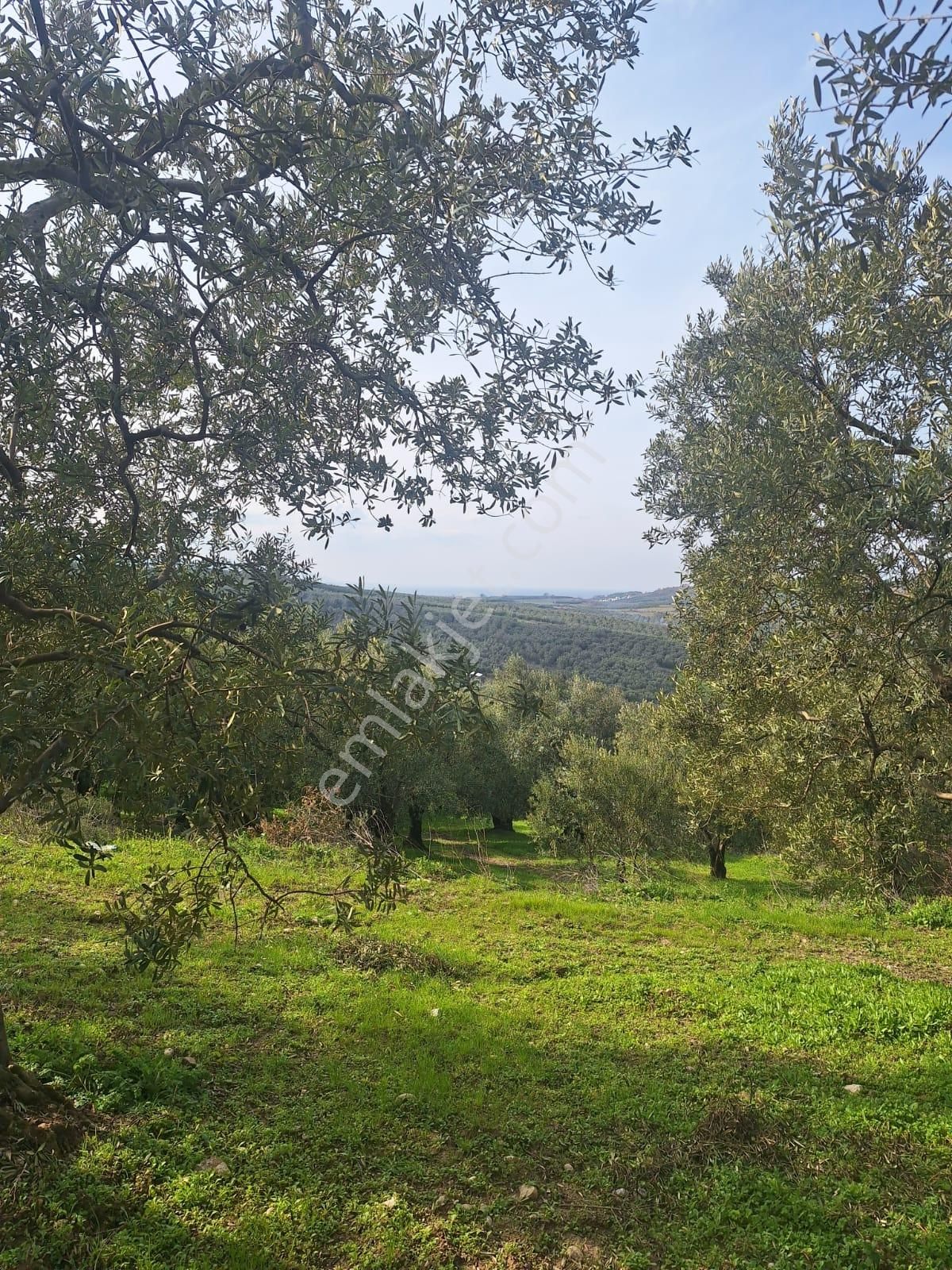 Yalıçiftlik ,deniz Manzaralı Harika Zeytinlik - Görsel 3
