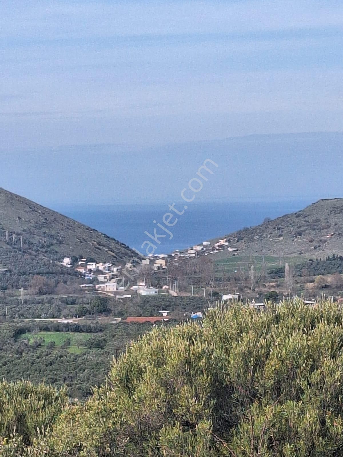 Yalıçiftlik ,deniz Manzaralı Harika Zeytinlik - Görsel 2