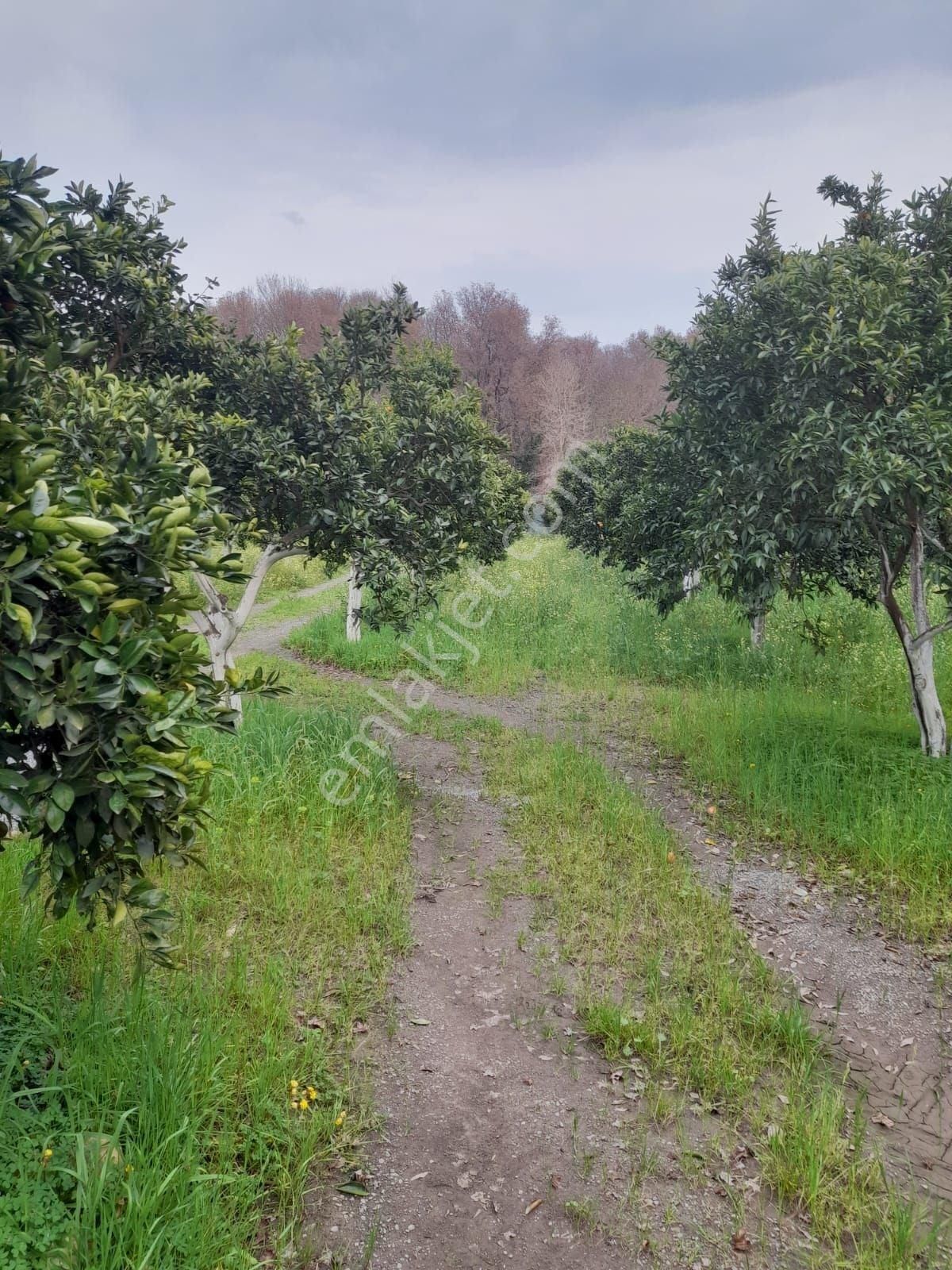 Köyceğiz Toparlarda Satılık 6024 M2 2b Arazisi - Görsel 11