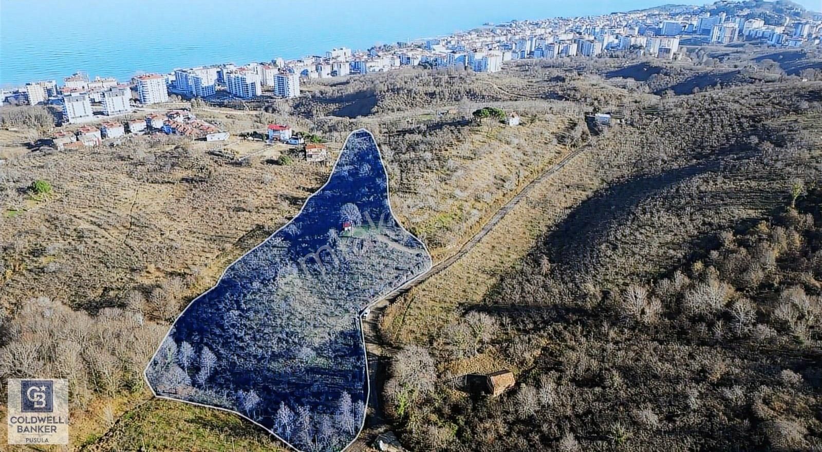 Ünye Gölevi Satılık Bağ & Bahçe Ünye Gölevi Mahallesi 17488 M2 Satılık Bahçe