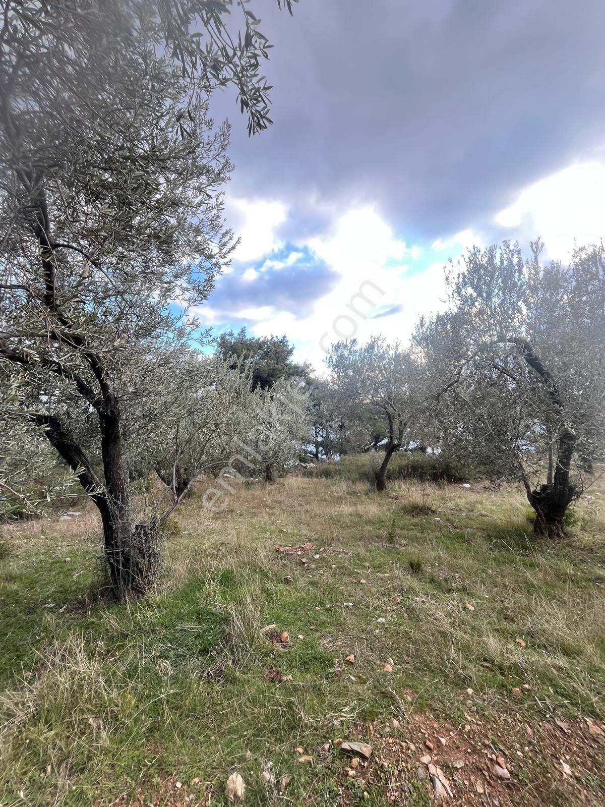Rota- Altınoluk 4 Dönüm Zeytinlik Yol-su-elk - Görsel 12