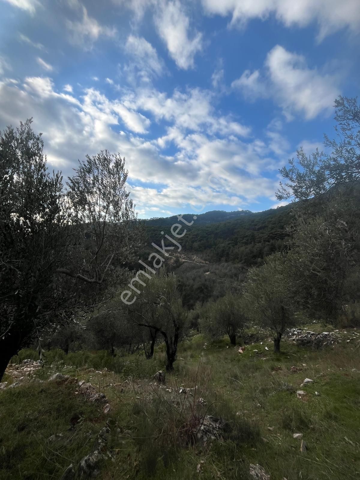 Rota- Altınoluk 4 Dönüm Zeytinlik Yol-su-elk - Görsel 20