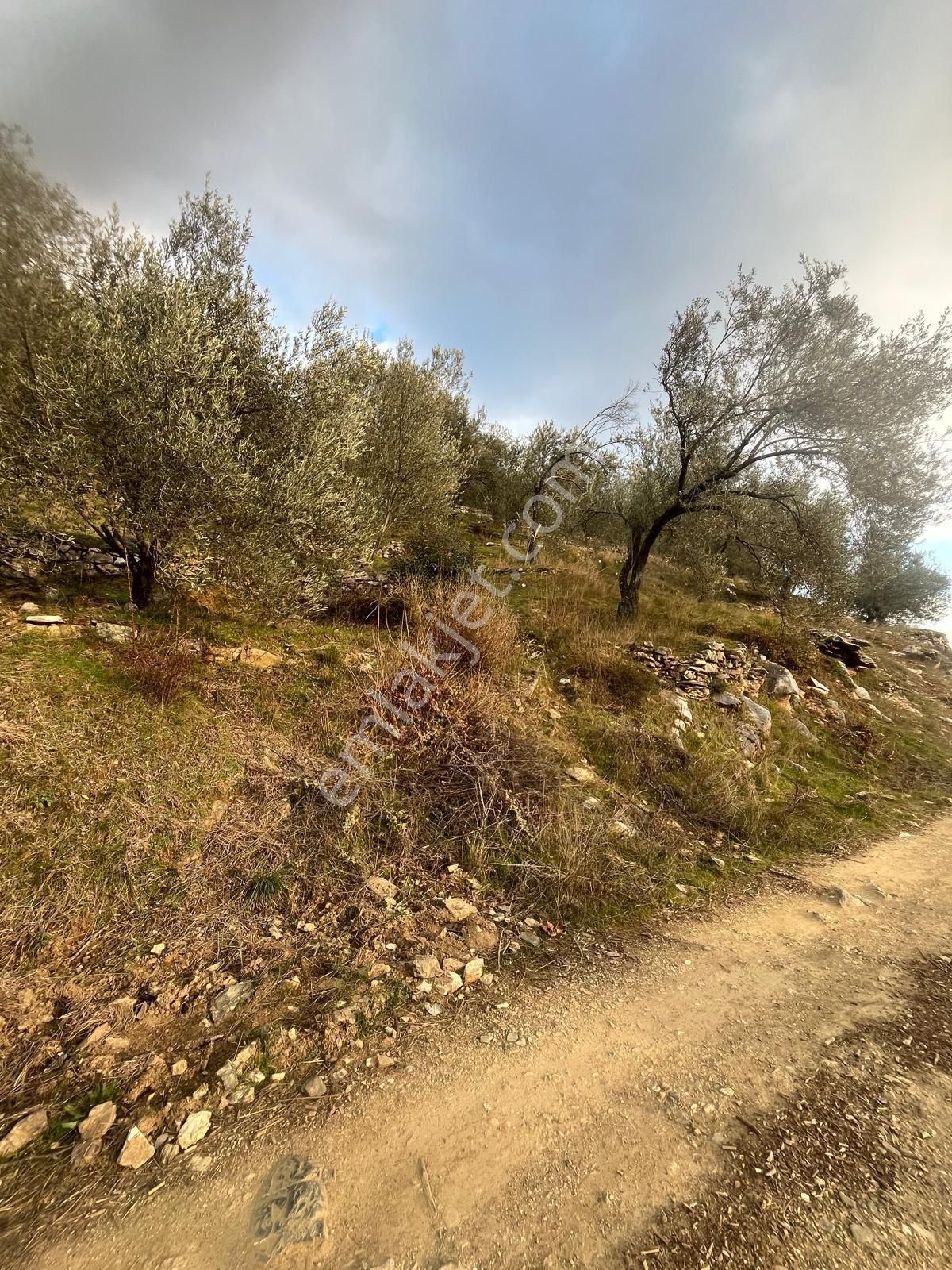 Rota- Altınoluk 4 Dönüm Zeytinlik Yol-su-elk - Görsel 3