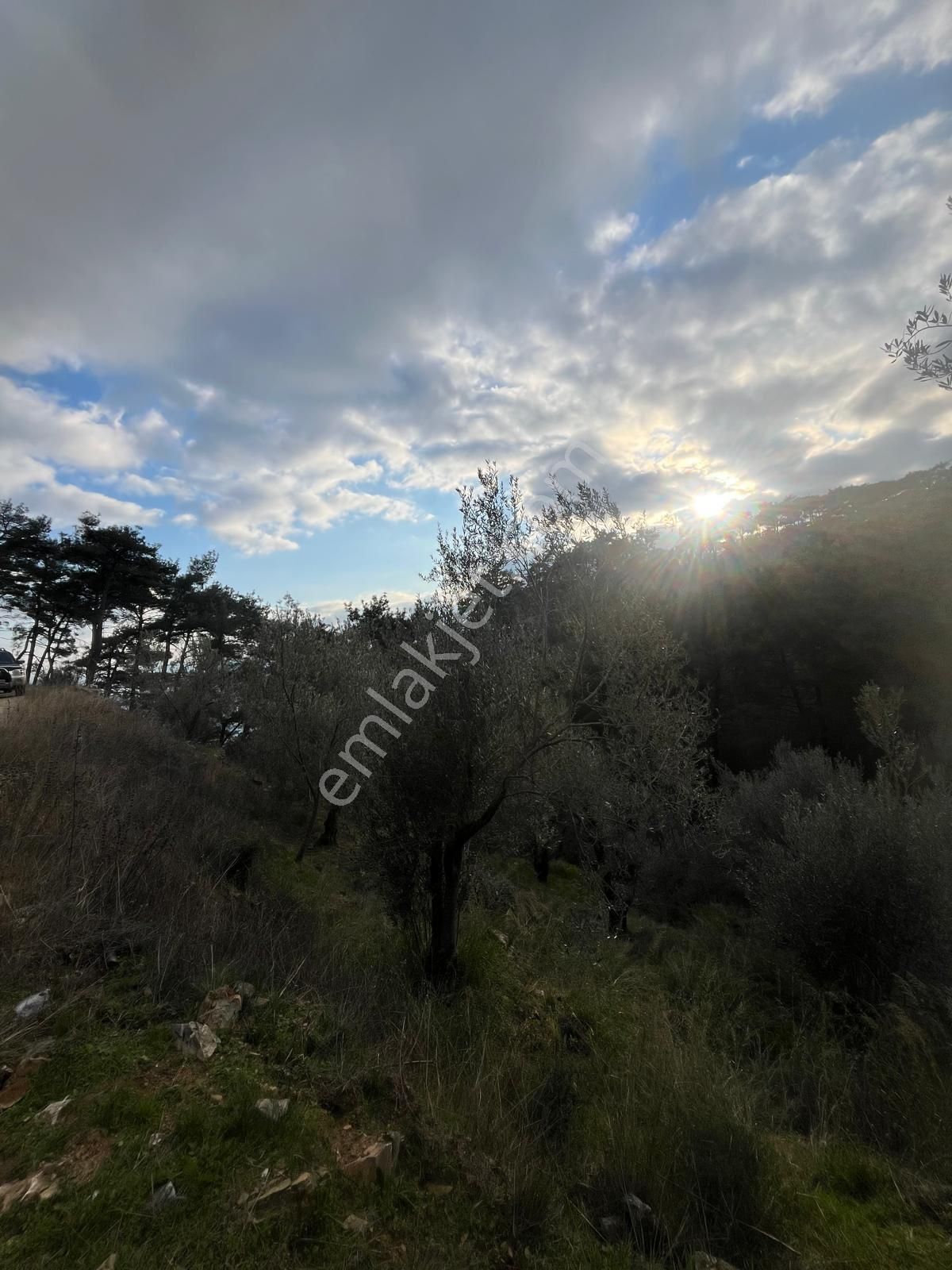 Rota- Altınoluk 4 Dönüm Zeytinlik Yol-su-elk - Görsel 26