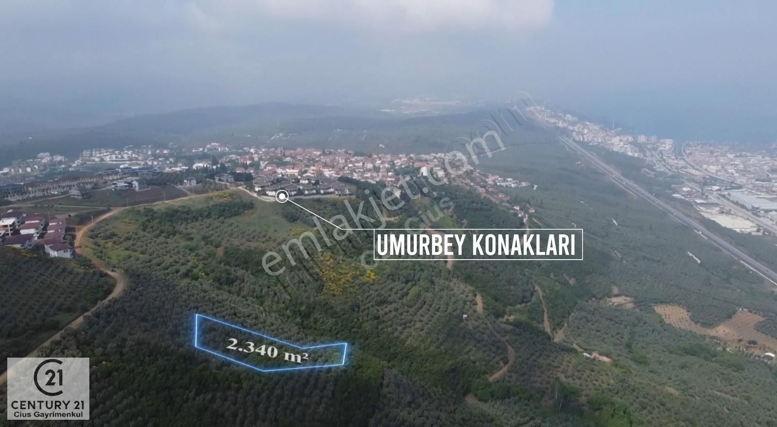 Gemlik Umurbey Satılık Zeytinlik C21 Cius; Umurbey'de İmar Sınırı Manzaralı 2.340 M2 Zeytinlik