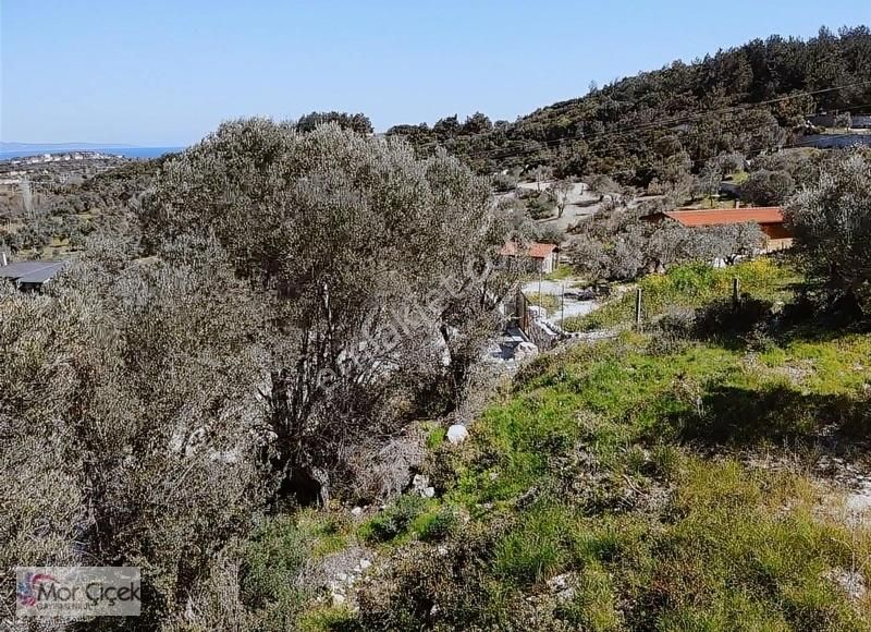 Morçiçek'ten Mordoğan Köyüne Çok Yakın Deniz Manzaralı Tarla - Görsel 6