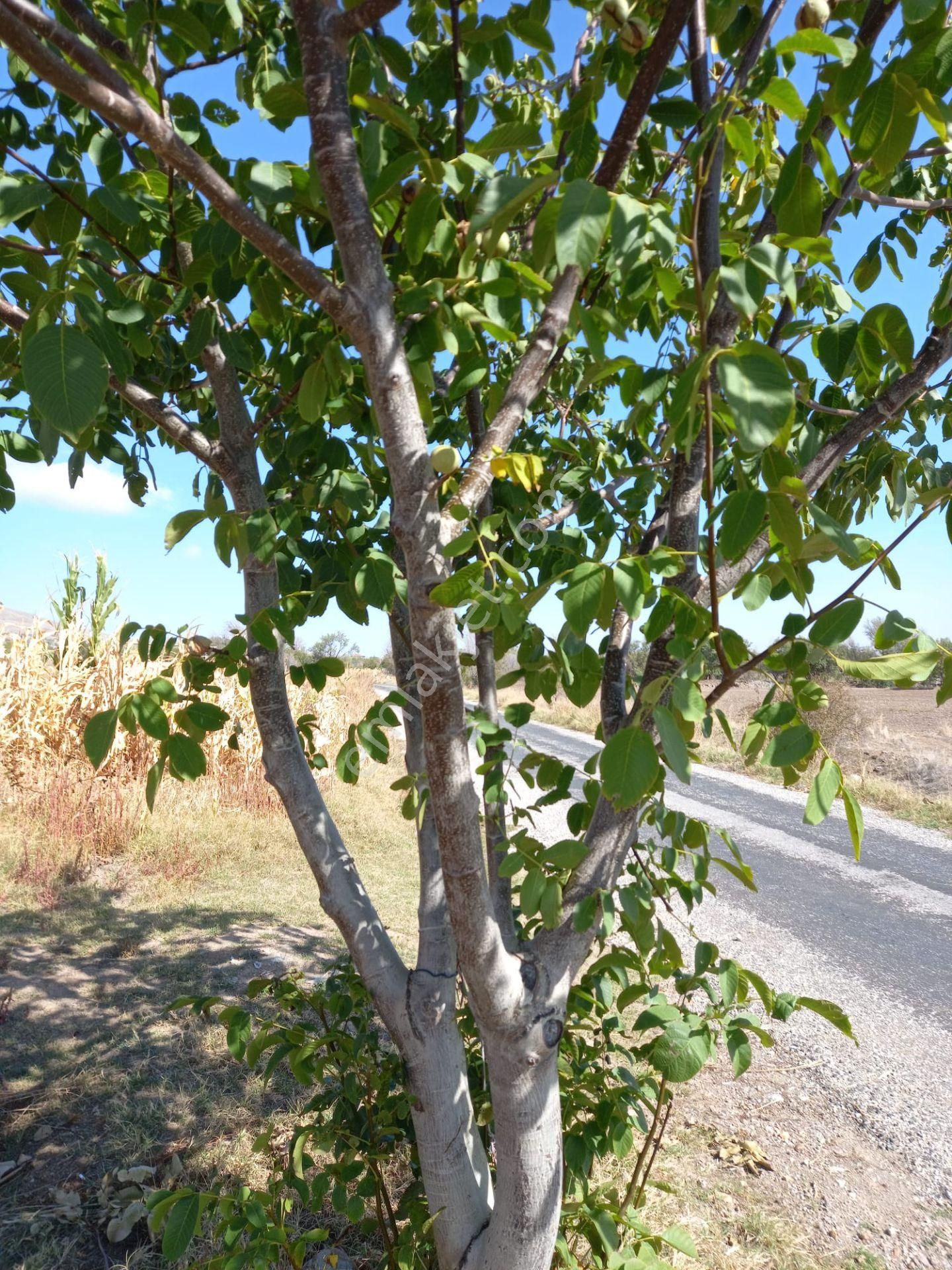 Afyon Tezcan Emlaktan Şuhut Ağzıkarada Tarla - Görsel 8