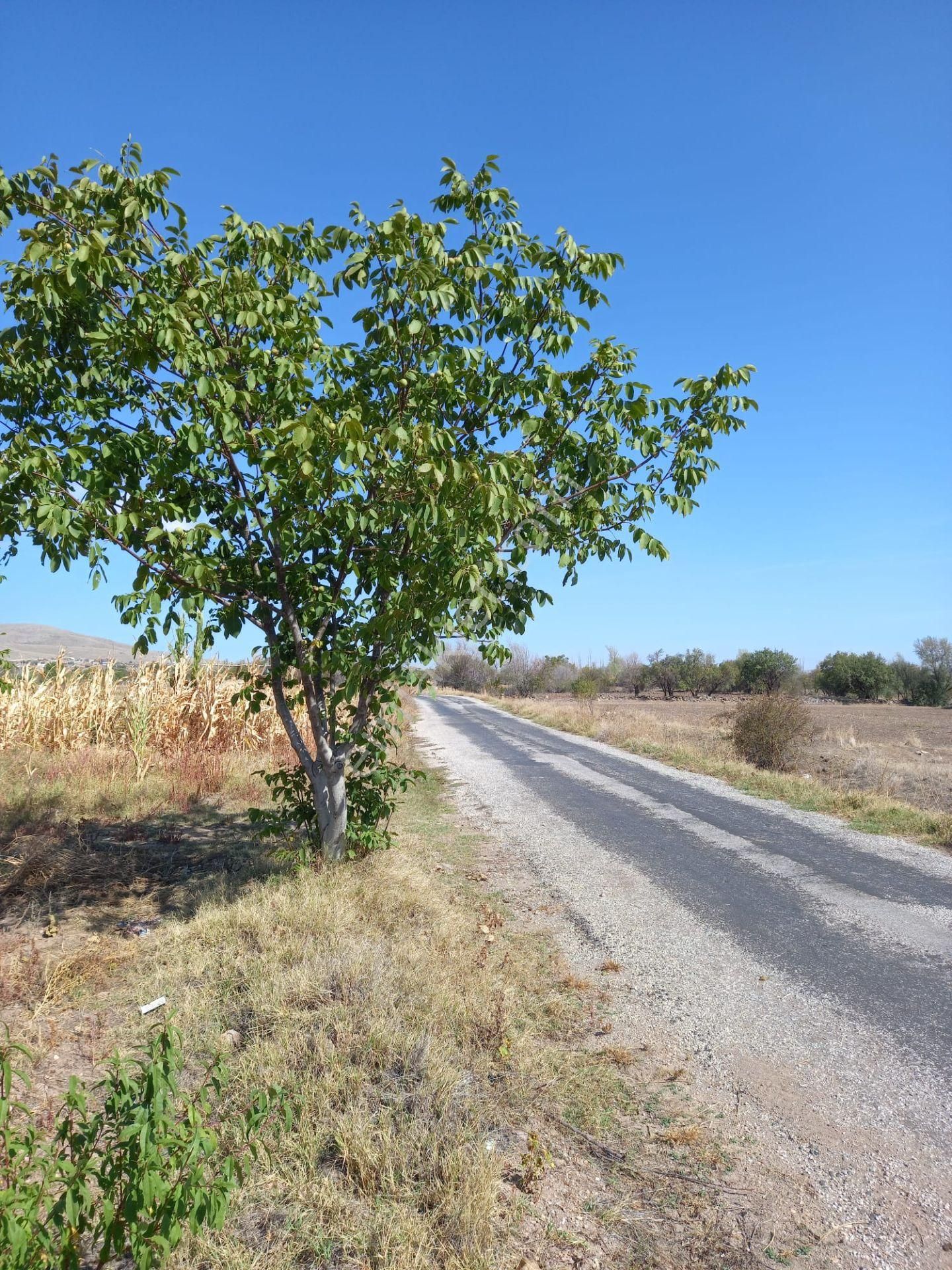 Afyon Tezcan Emlaktan Şuhut Ağzıkarada Tarla - Görsel 13