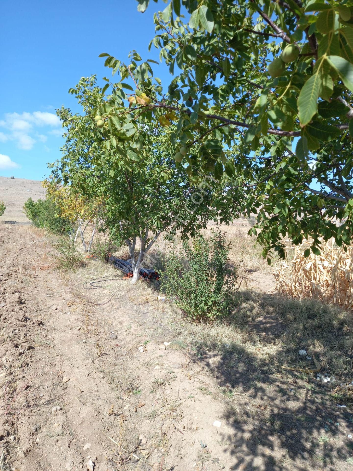 Afyon Tezcan Emlaktan Şuhut Ağzıkarada Tarla - Görsel 6