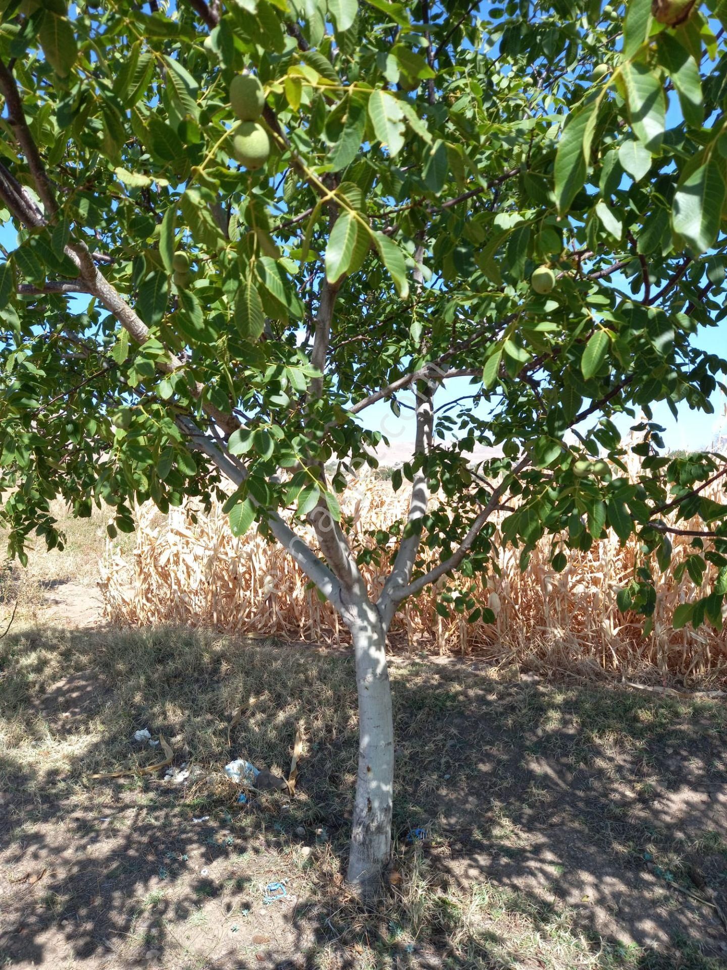 Afyon Tezcan Emlaktan Şuhut Ağzıkarada Tarla - Görsel 12