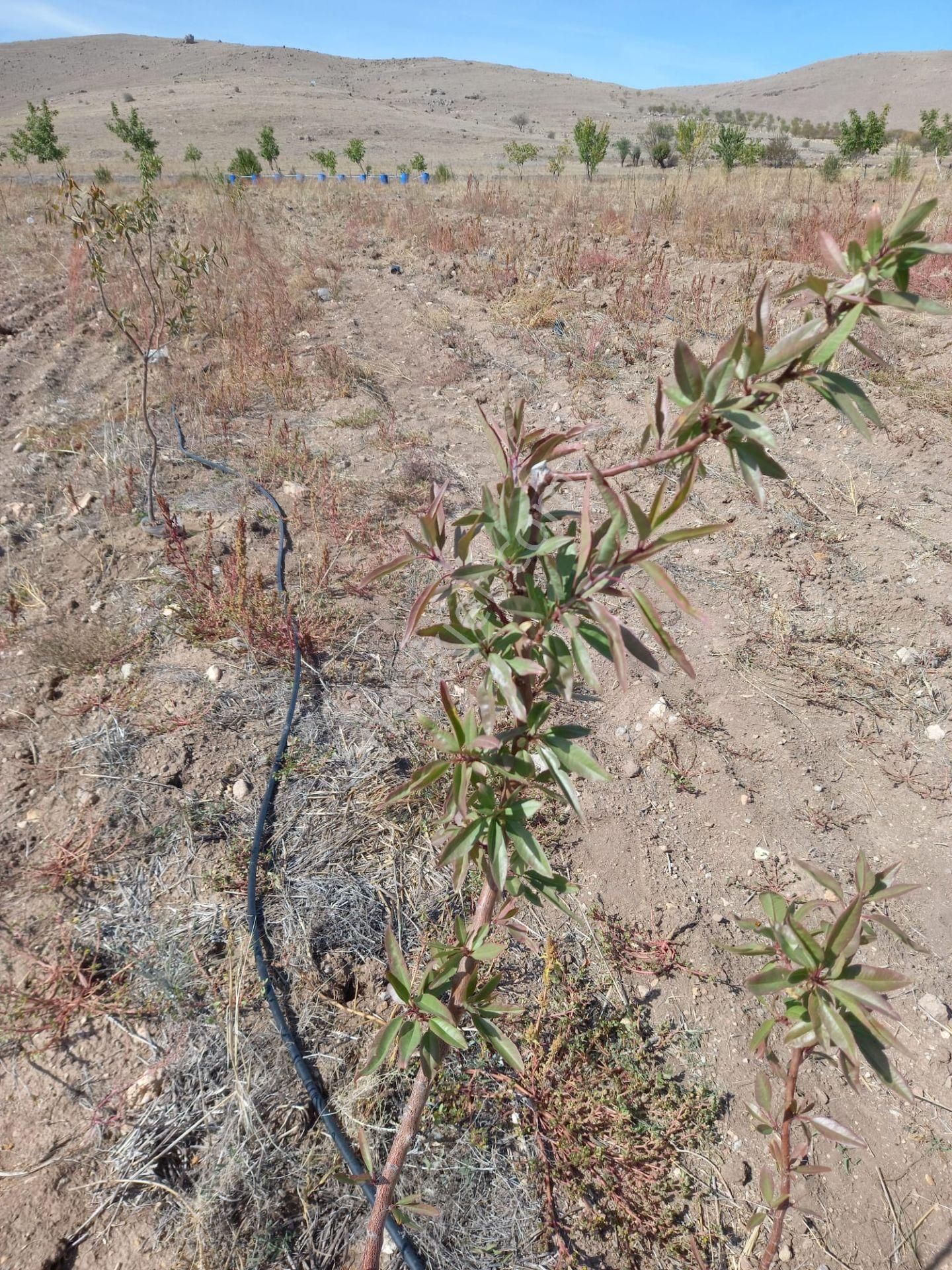 Afyon Tezcan Emlaktan Şuhut Ağzıkarada Tarla - Görsel 11