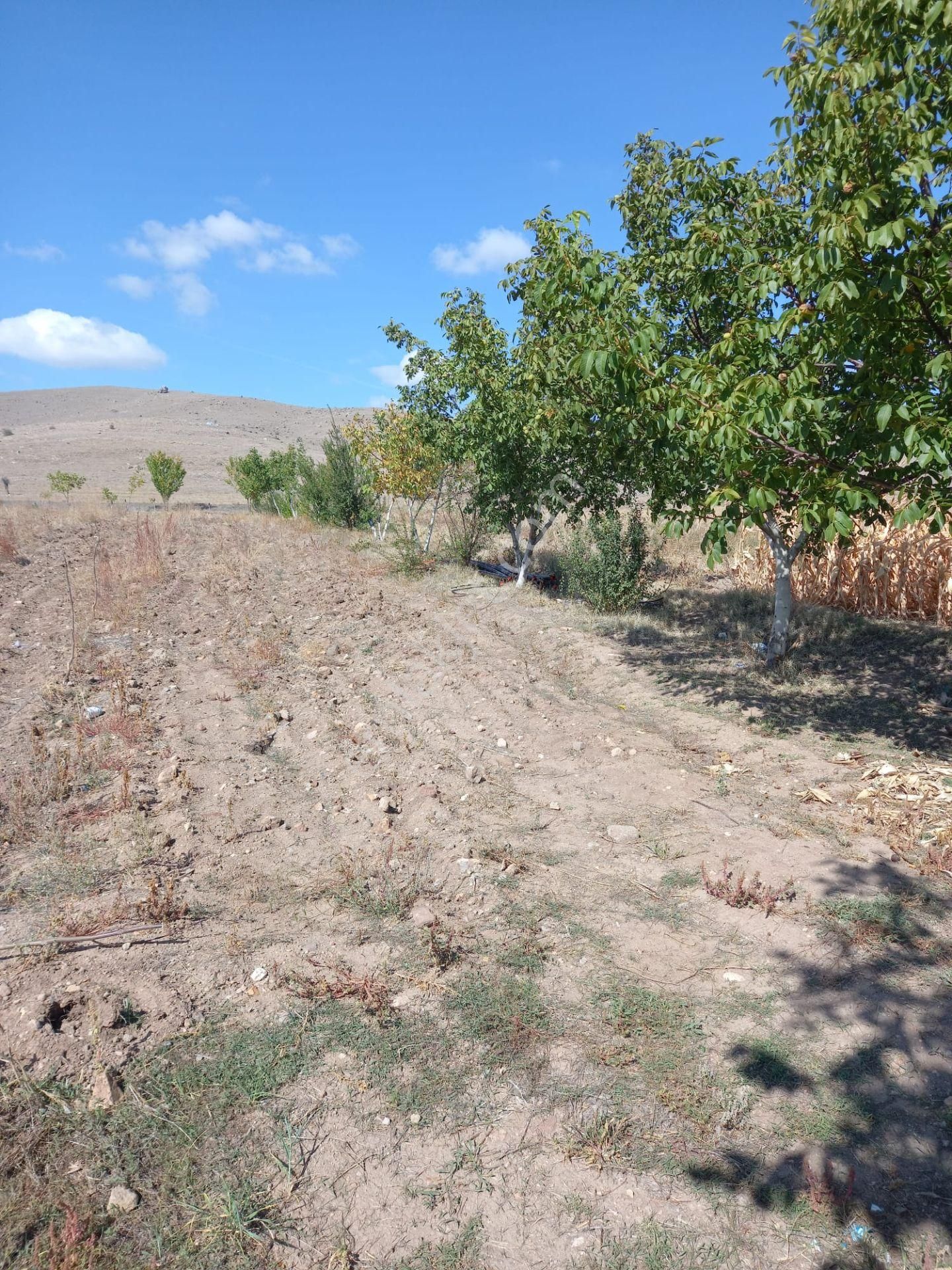 Afyon Tezcan Emlaktan Şuhut Ağzıkarada Tarla - Görsel 9
