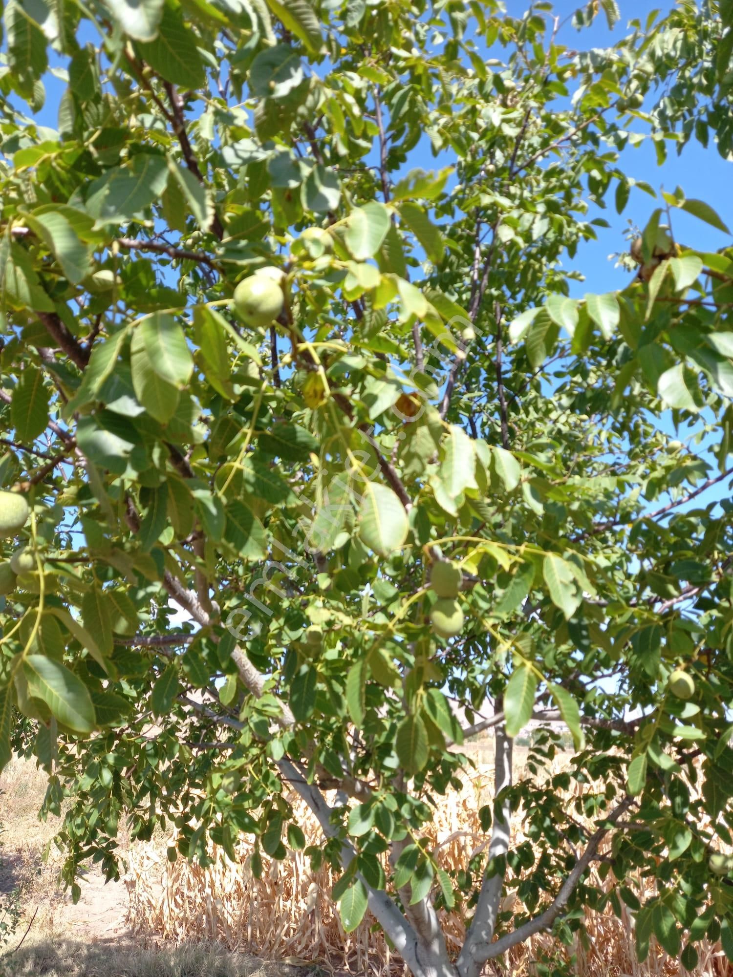 Afyon Tezcan Emlaktan Şuhut Ağzıkarada Tarla - Görsel 14