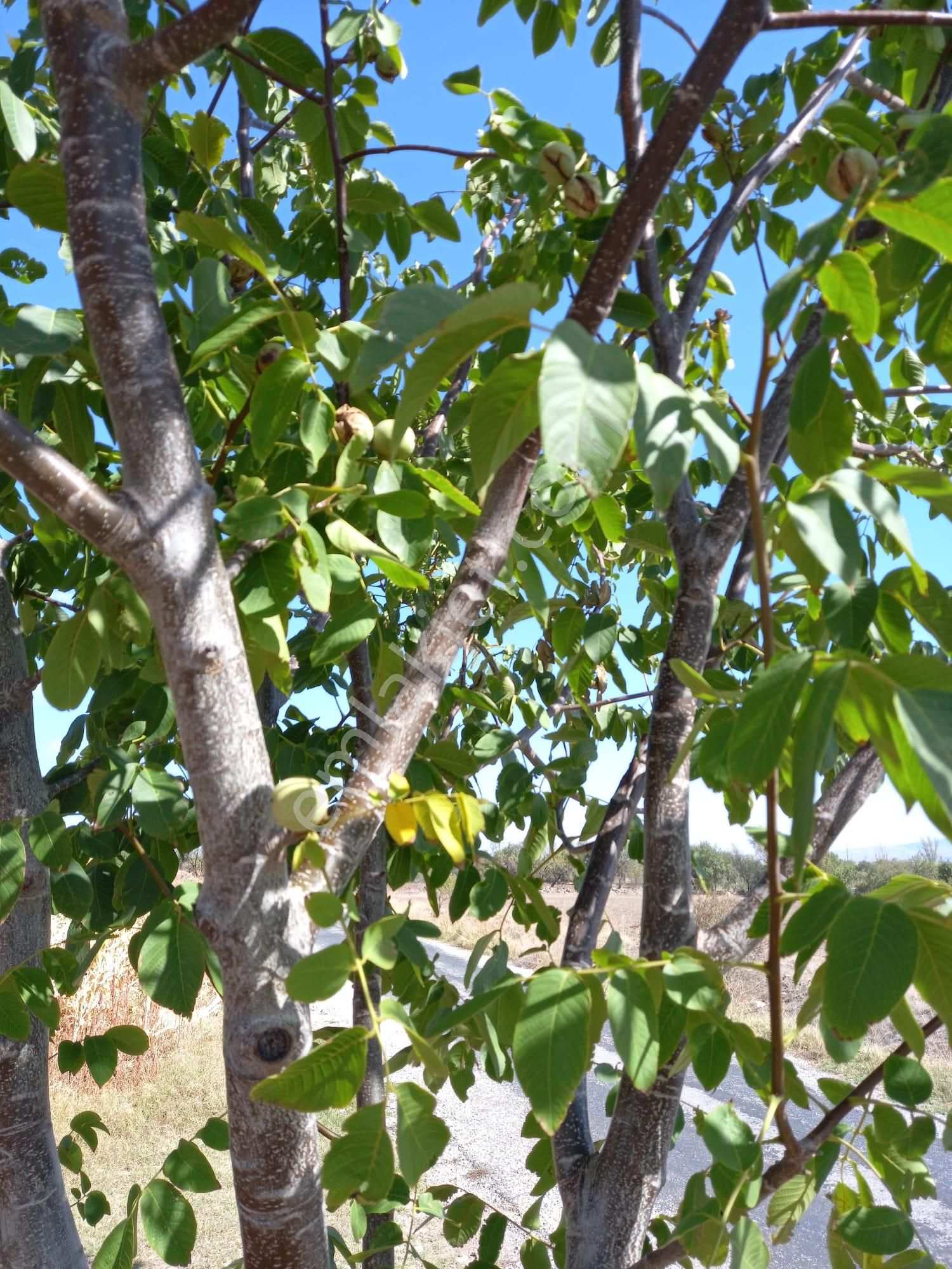 Afyon Tezcan Emlaktan Şuhut Ağzıkarada Tarla - Görsel 15