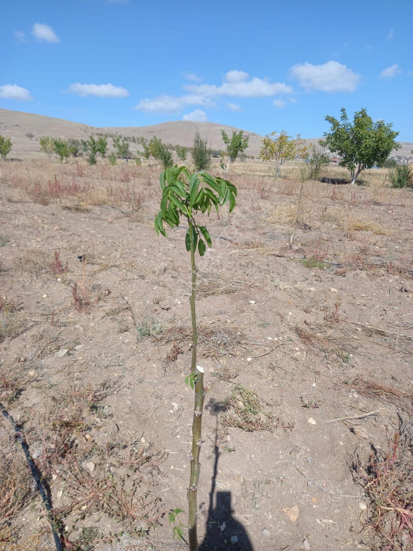 Afyon Tezcan Emlaktan Şuhut Ağzıkarada Tarla - Görsel 10