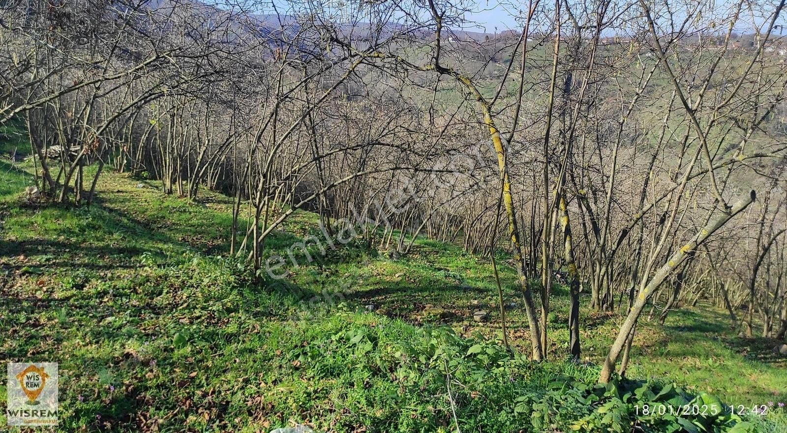 Akçakoca Yeşilköy Köyü Satılık Konut İmarlı Acil Fırsat - Merkeze 7 Km - Köyiçi Arsa - Yol Elektrik Su Var