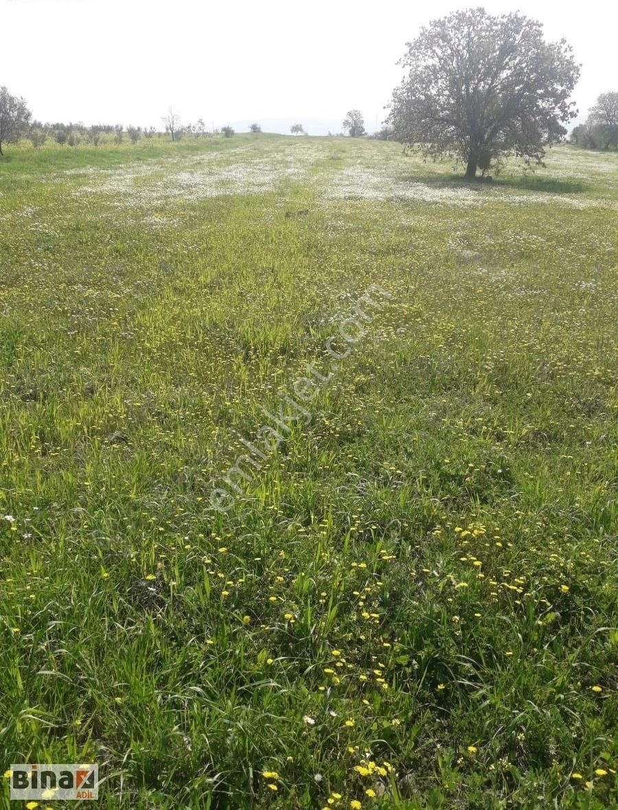 Bergama Koyuneli Satılık Tarla İzmir Bergama Koyuneli Mahallesinde Düz Satılık Tarla