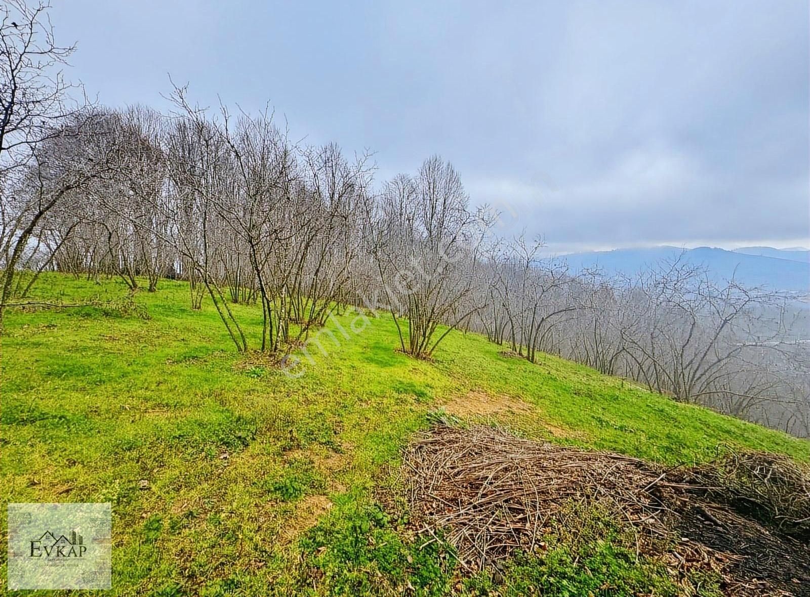 Kocaali Kirazlı Satılık Bağ & Bahçe Kocaali Kirazlı Mah Yolu Ve Suyu Olan Satılık Fındık Bahçesi