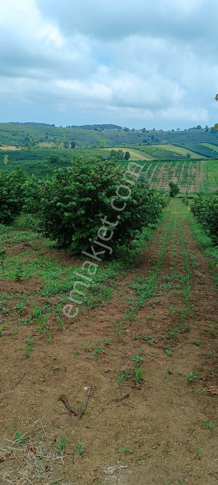 Ferizli Nalköy Satılık Tarla Ferızlı Nalkoyu Mah Satılık 9.5 Dolum Fındık Bahcesı Mevkıı Olarak Koy Yakin