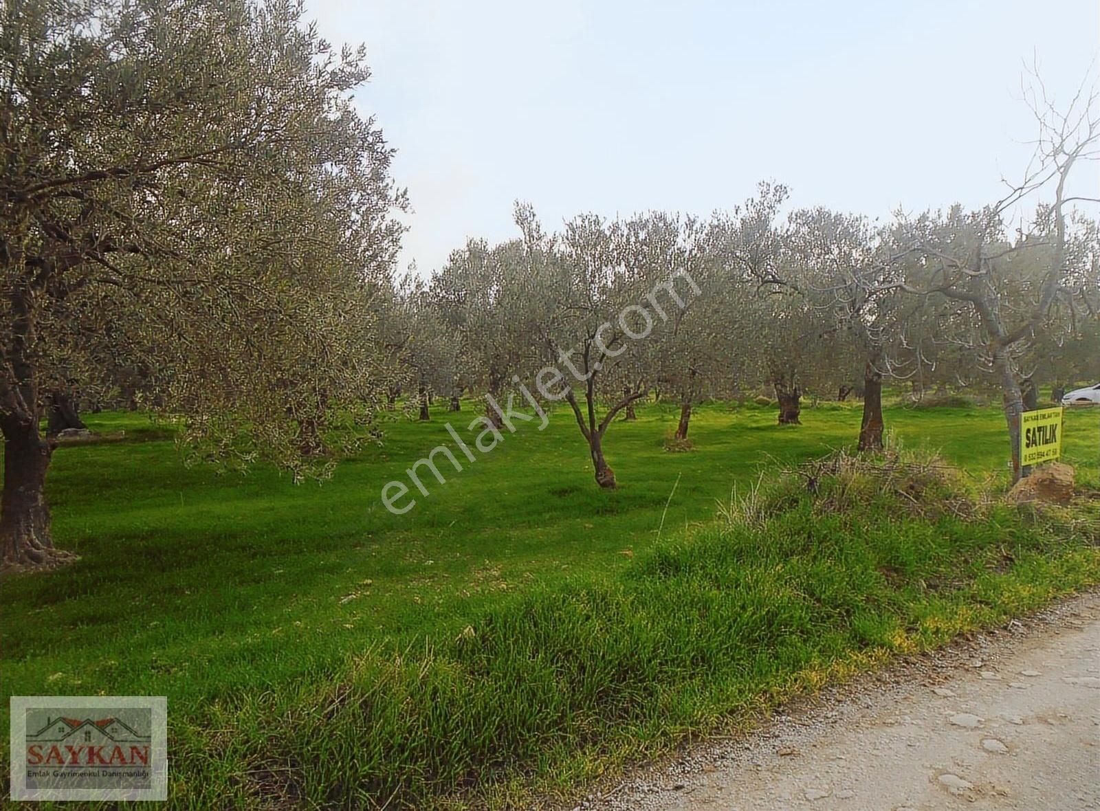 Bergama Zeytindağ Satılık Tarla Zeytindağda Yol Kenarı Satılık Zeytinlik