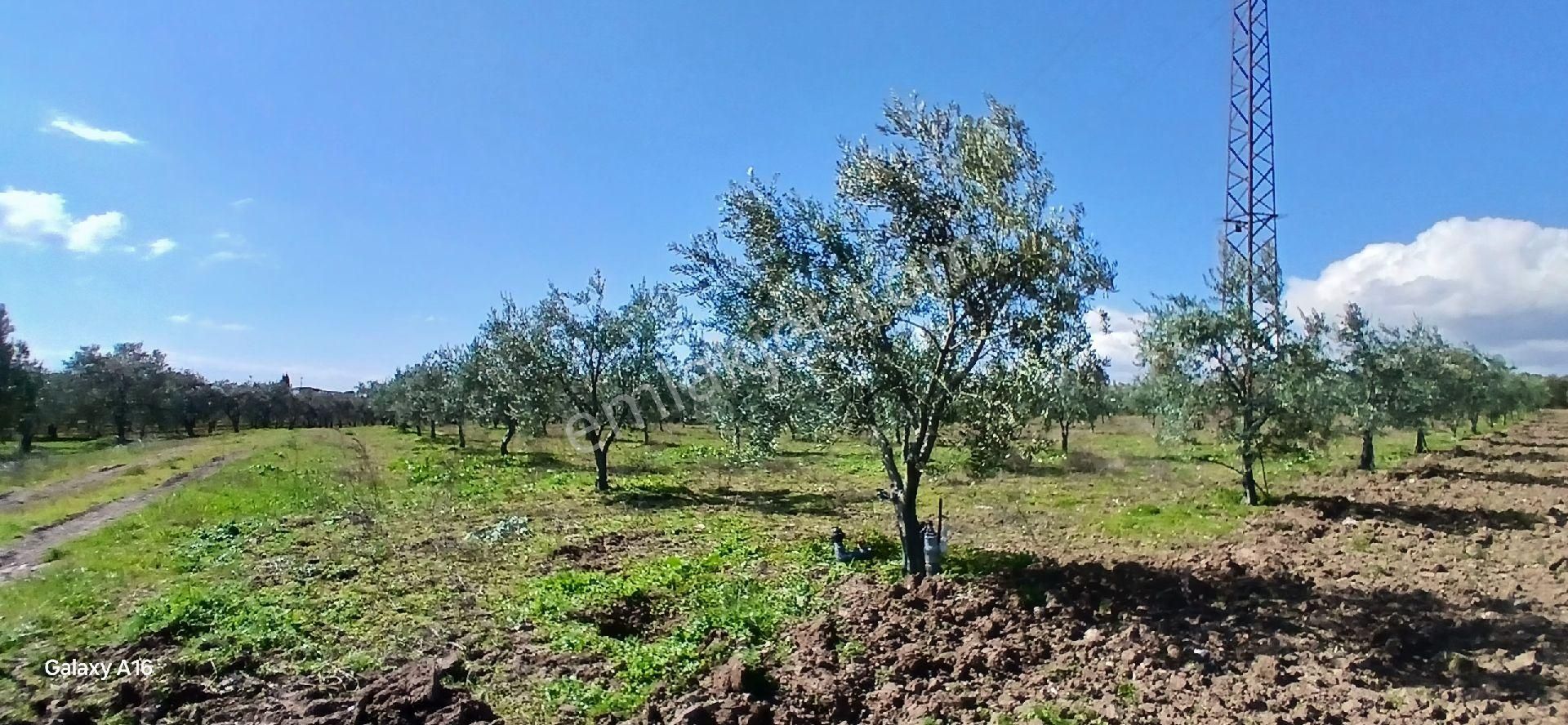 Akhisar Doğuca Satılık Zeytinlik Doğuca'da Kupon Gayrimenkul