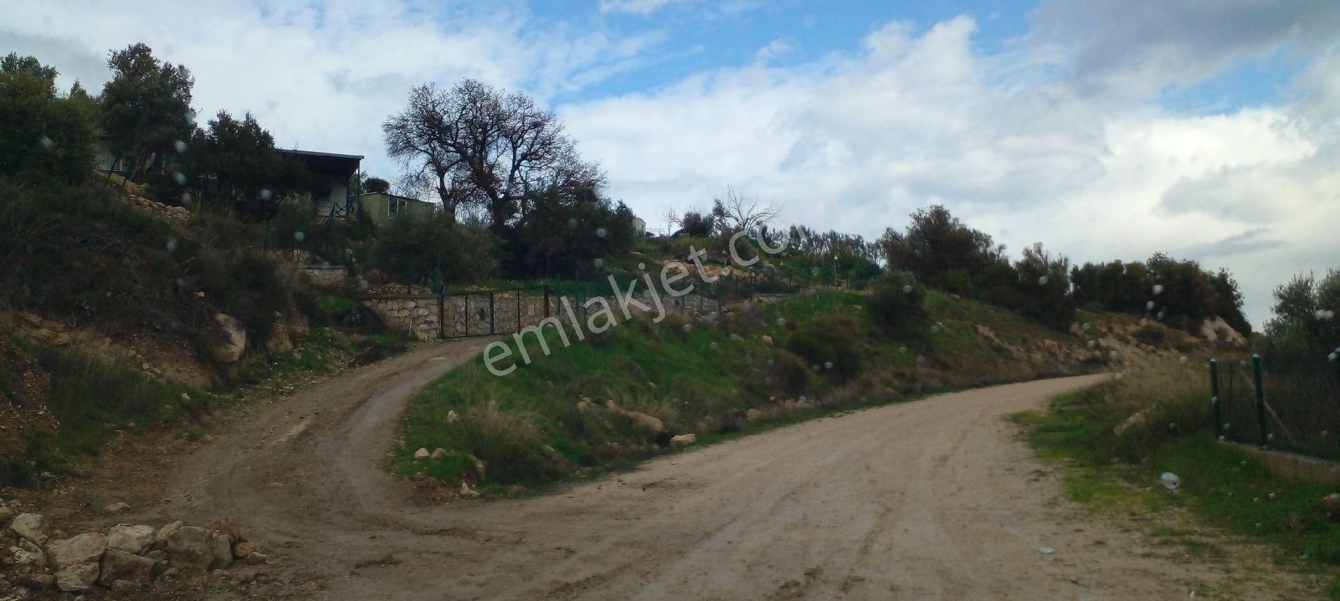 Morçiçek'ten Eğlenhoca'da Satılık Zeytin Ağaçlı Tarla - Görsel 5