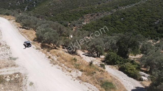 Morçiçek'ten Eğlenhoca'da Satılık Zeytin Ağaçlı Tarla - Görsel 22