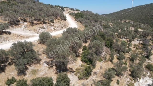 Morçiçek'ten Eğlenhoca'da Satılık Zeytin Ağaçlı Tarla - Görsel 23