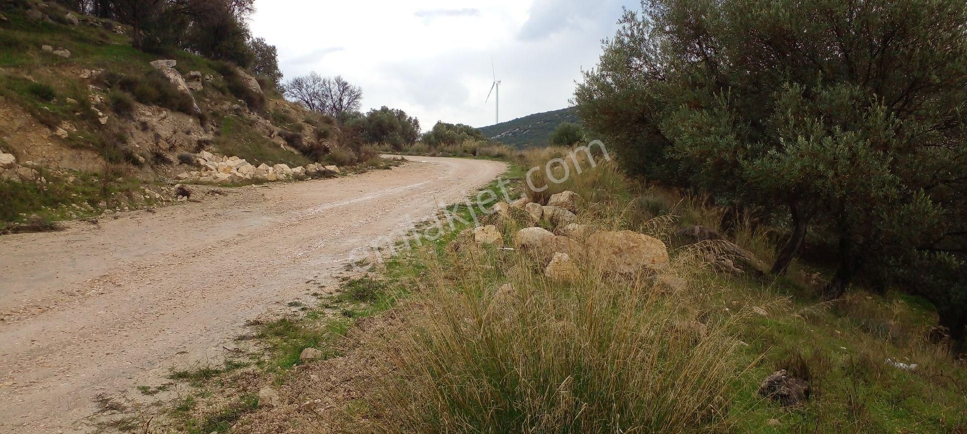 Karaburun Eğlenhoca Satılık Tarla Mor Çiçek Emlak Eğlenhoca Satılık Tarla