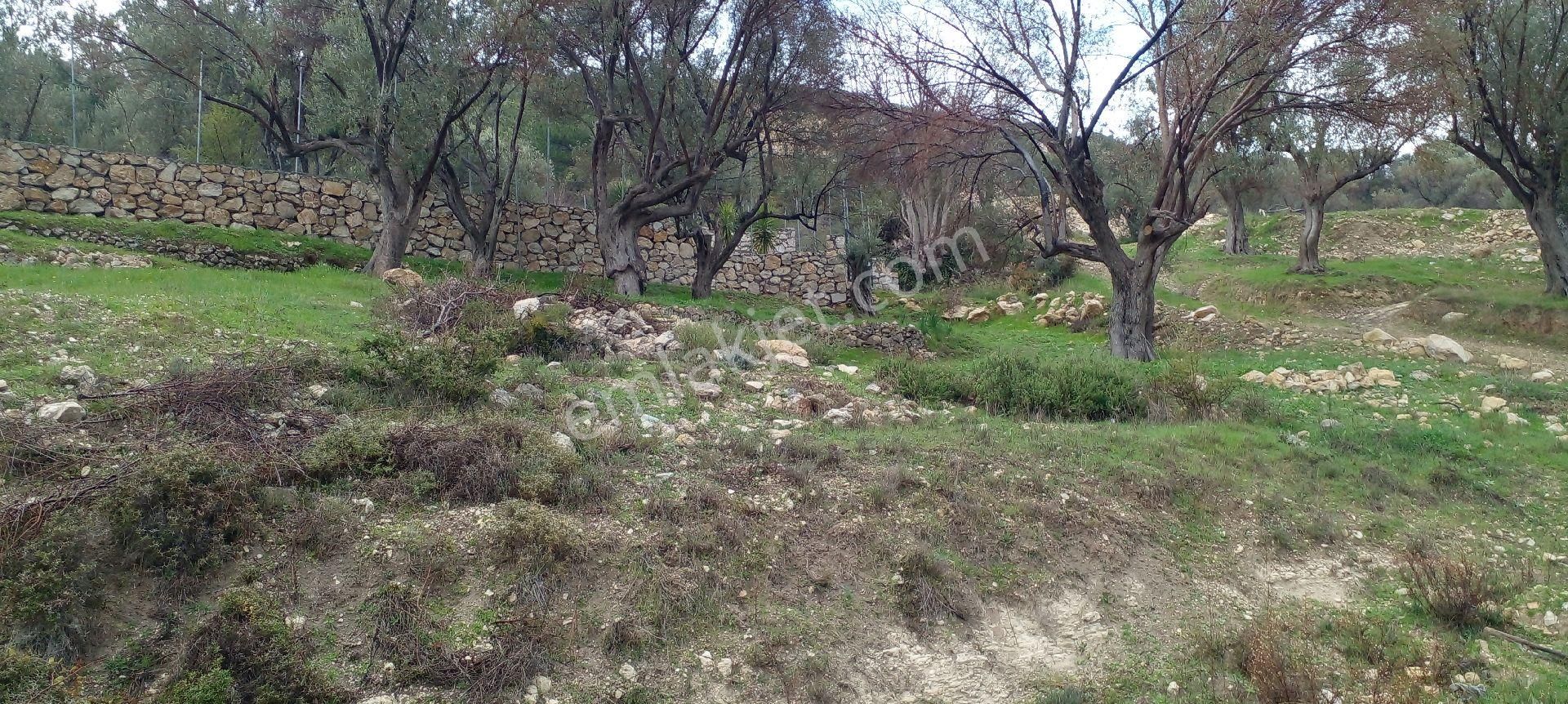 Morçiçek'ten Eğlenhoca'da Satılık Zeytin Ağaçlı Tarla - Görsel 12