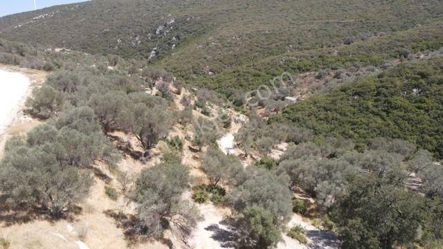 Morçiçek'ten Eğlenhoca'da Satılık Zeytin Ağaçlı Tarla - Görsel 21