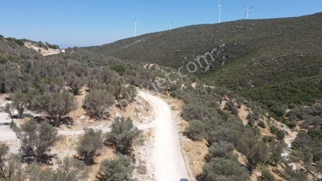 Morçiçek'ten Eğlenhoca'da Satılık Zeytin Ağaçlı Tarla - Görsel 2