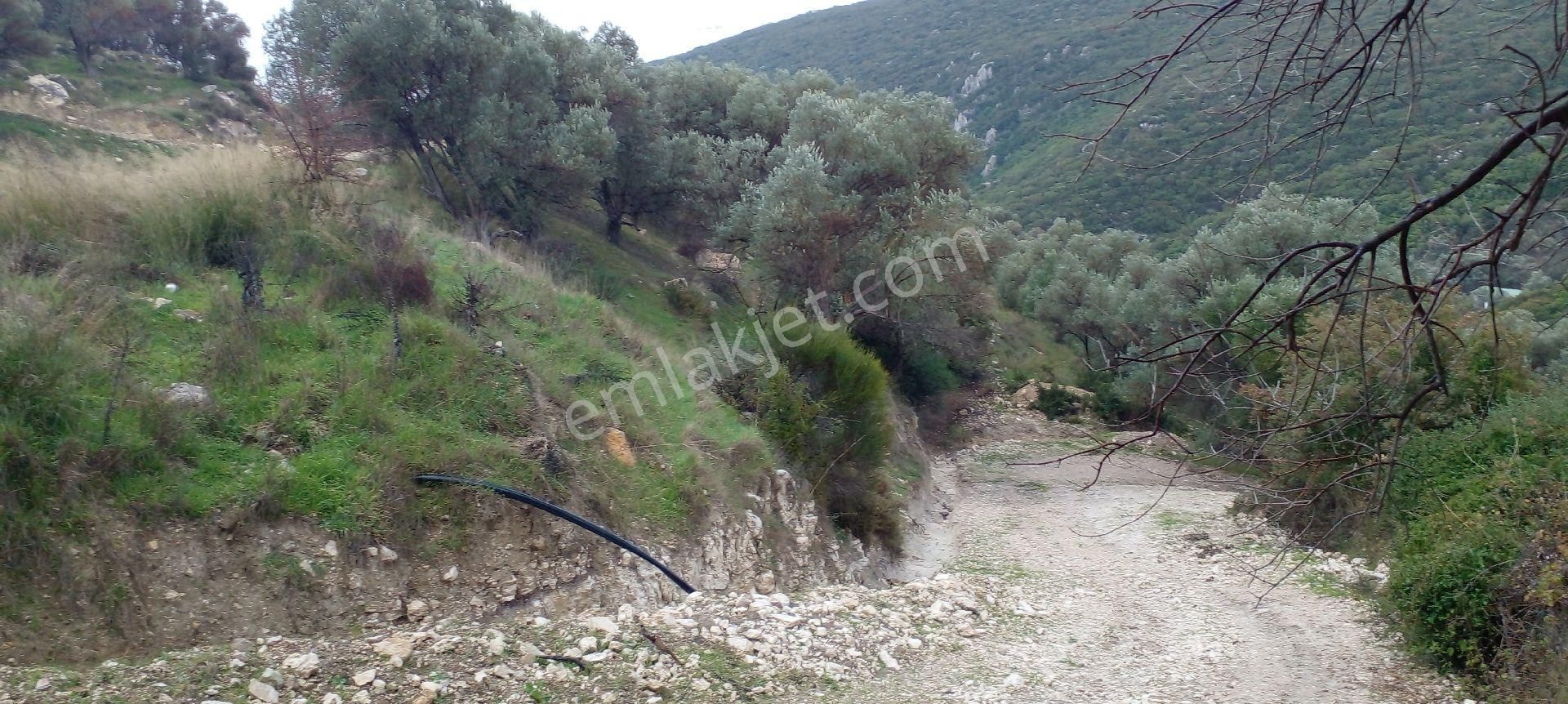 Morçiçek'ten Eğlenhoca'da Satılık Zeytin Ağaçlı Tarla - Görsel 13