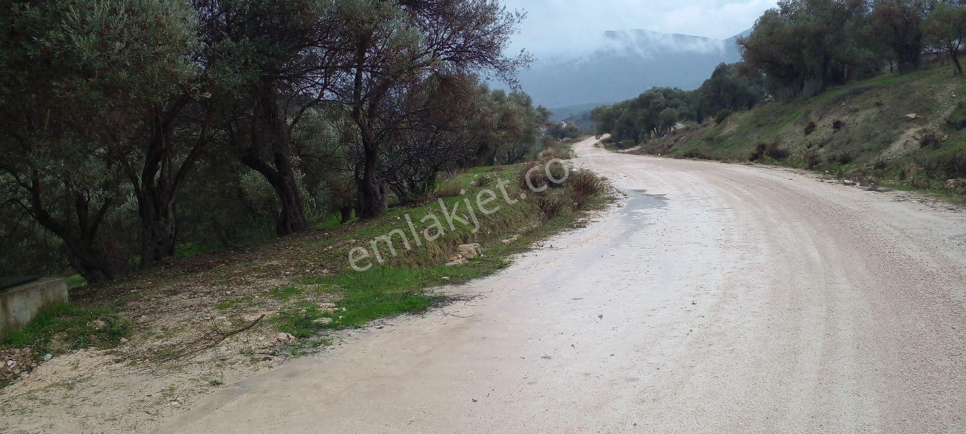 Morçiçek'ten Eğlenhoca'da Satılık Zeytin Ağaçlı Tarla - Görsel 7