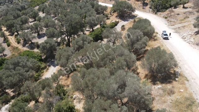 Morçiçek'ten Eğlenhoca'da Satılık Zeytin Ağaçlı Tarla - Görsel 24