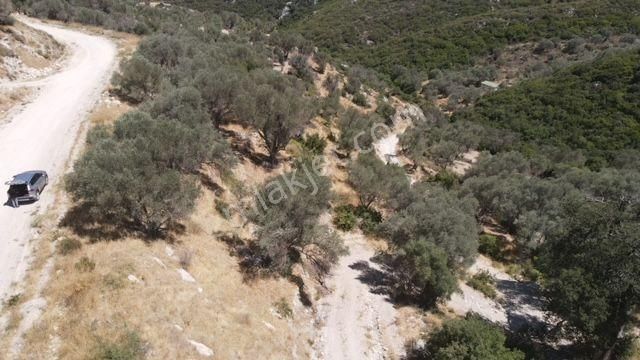 Morçiçek'ten Eğlenhoca'da Satılık Zeytin Ağaçlı Tarla - Görsel 20