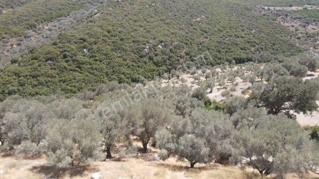 Morçiçek'ten Eğlenhoca'da Satılık Zeytin Ağaçlı Tarla - Görsel 25