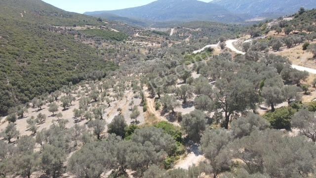 Morçiçek'ten Eğlenhoca'da Satılık Zeytin Ağaçlı Tarla